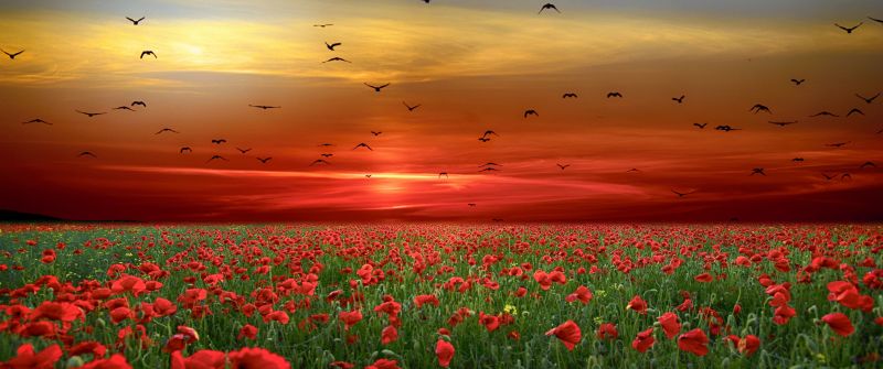 Poppy flowers, Poppy Field, Sunset, Clouds, Birds, Landscape, Countryside, 5K, 8K