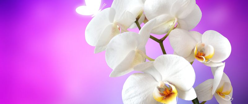 Orchid flowers, White Orchids, Pink background