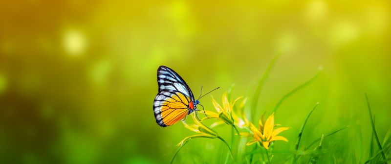 Butterfly, Spring, Bokeh, Green background, Pollination, Yellow flowers, 5K