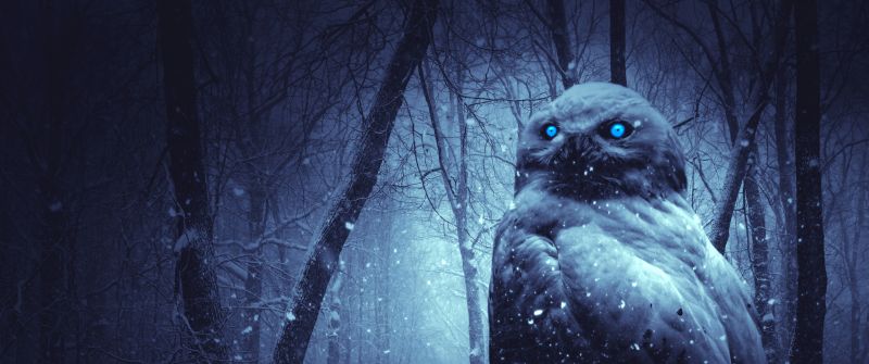 Owl, Forest, Winter, Dark, Night, Blue eyes, Scary, Snowfall, 5K