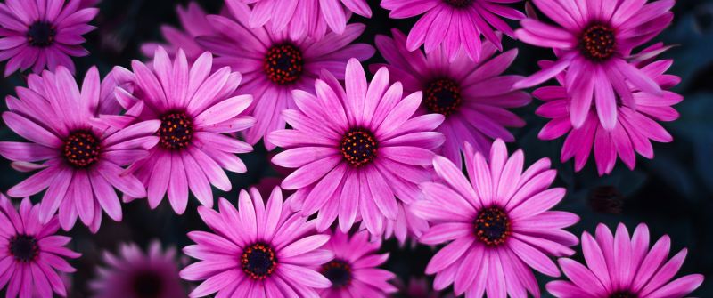 Daisy flowers, Pink flowers, Pink Daisies, Pink background