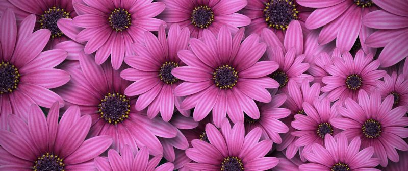 Gerbera flowers, Daisy flowers, Pink Daisies, Aesthetic, Spring