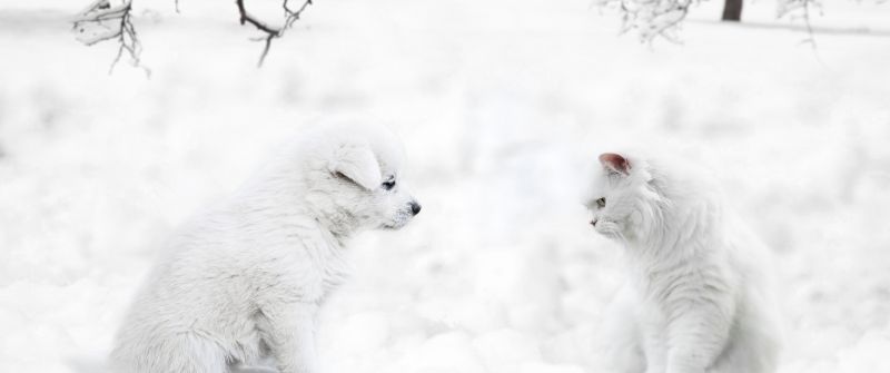 Cute dog, Cute Cat, Cute puppies, Sad dog, Sad cat, Exotic Shorthair, Winter snow, 5K, 8K