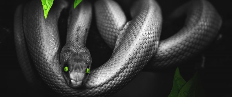 Snake, Reptile, Dark, Green eyes, Jungle, 5K