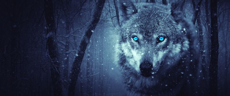 Wolf, Blue eyes, Snowfall, Winter, Night, Forest, 5K