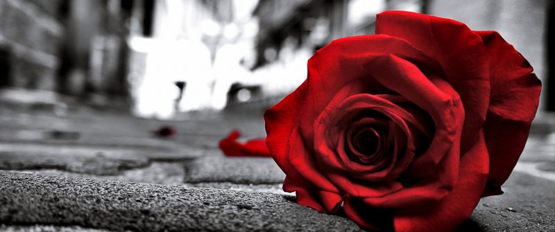 Red Rose, Monochrome background, Sad Rose, Sad mood, Sad vibes, Black and White