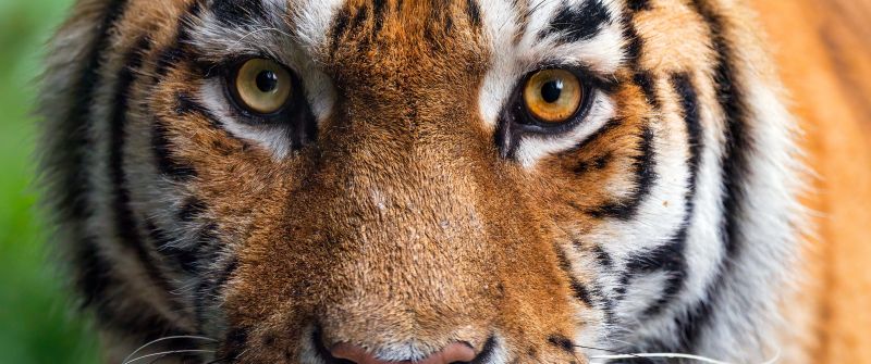 Amur tiger, Closeup, Siberian tiger
