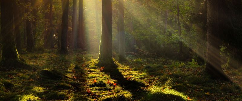 Forest, Light, Trees, Poland, 5K, 8K