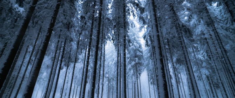 Winter forest, Cold night, Snow covered, Pine trees, 5K