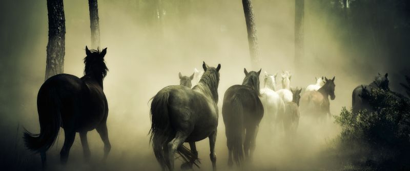 Horses, Herd, 5K