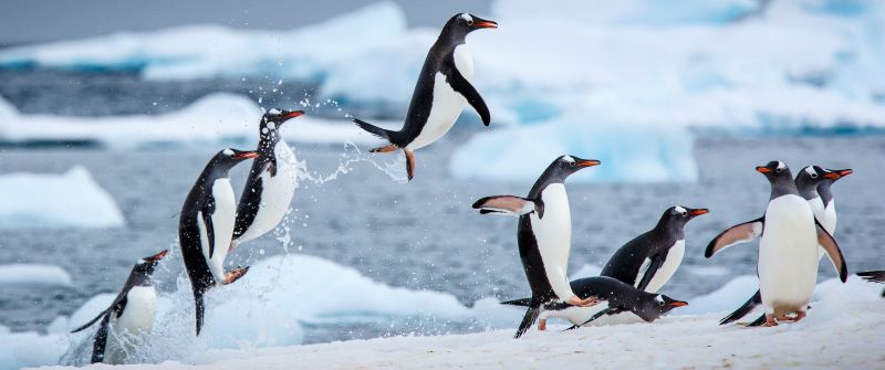 Gentoo penguins, Antarctica, Antarctic Peninsula