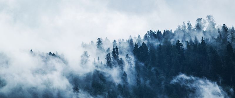 Foggy, Pine trees, Forest, Cloudy Sky, 5K