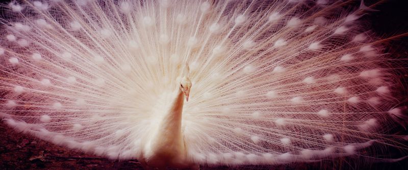 White peacock, Girly backgrounds, Peafowl, 5K