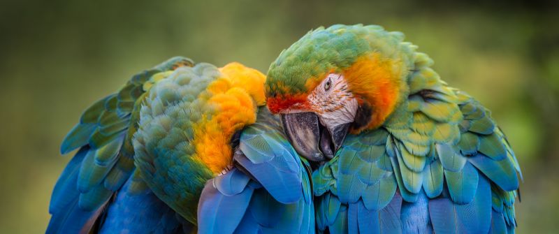 Parrots, Birds, Tropical, 5K