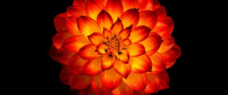 Dahlia flower, Orange dahlia, Orange flower, Black background, 5K, 8K