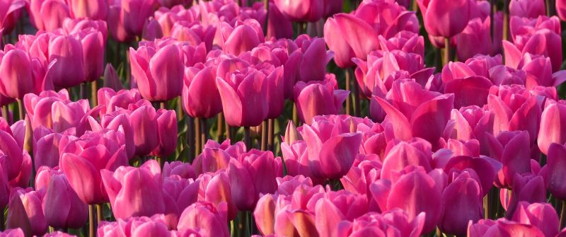 Pink Tulips, Tulip flowers, Tulip garden, Spring