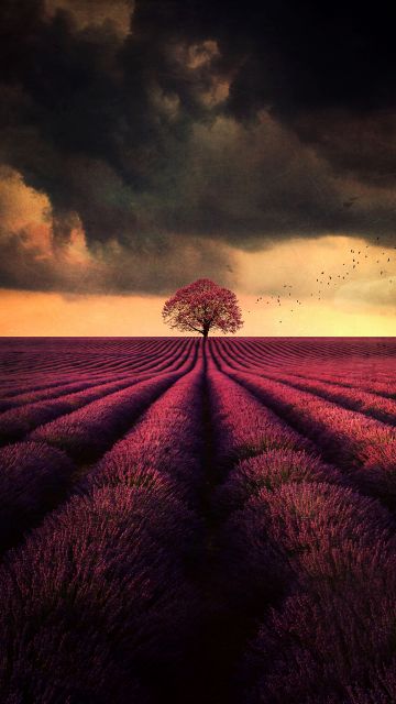 Lavender farm, Lone tree, Lavender fields, Cloudy