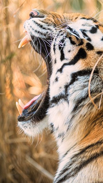 Siberian tiger, Roaring, Zoo, 5K, 8K