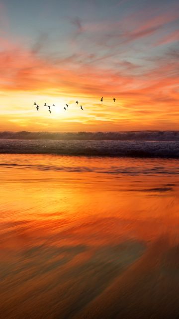 Beach, Sunset, Flying birds, Waves, 5K