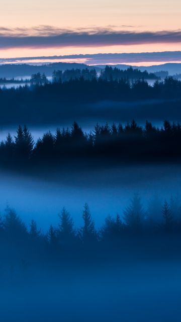 Forest, Sunrise, Fog, Above clouds, Trees, 5K