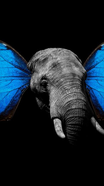 Elephant, Butterfly, Black background