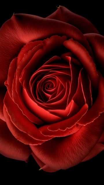 Red Rose, Red flower, Black background, 8K, 5K