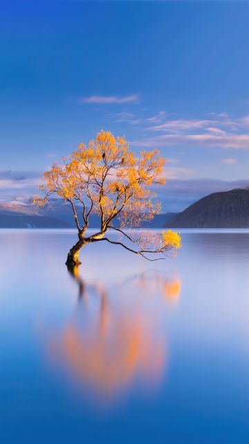 Lake Wanaka, New Zealand, Glacier lake, Lone tree, HONOR Magic Vs, Stock