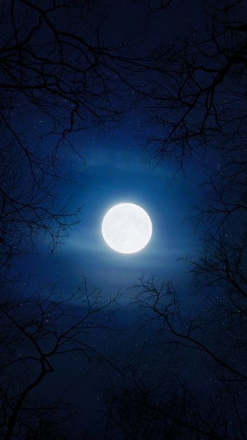 Cold, Moon, Night, Trees, Blue Sky, Full moon