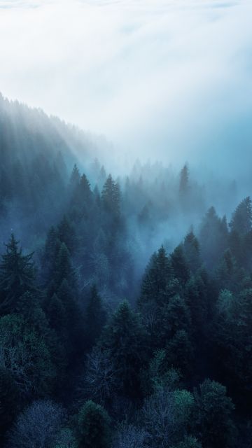 Forest, Rhone-Alpes, Sunlight, Morning fog, Blue, Ambiance