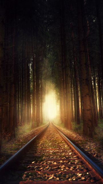 Forest, Railway track, Sunlight, Autumn, Fall, 5K
