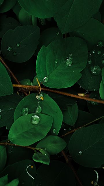 Green leaves, Rain droplets, Macro, Plant
