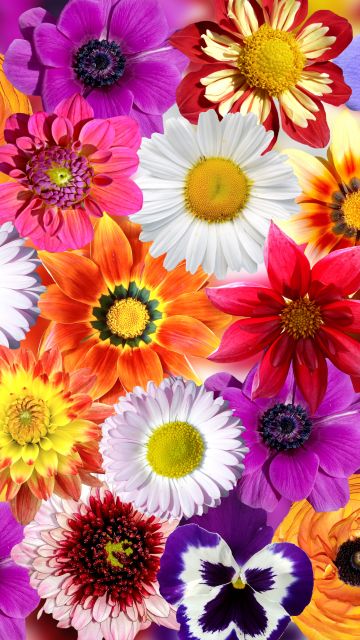 Daisy flowers, Floral Background, Colorful flowers, Spring flowers, Blossom