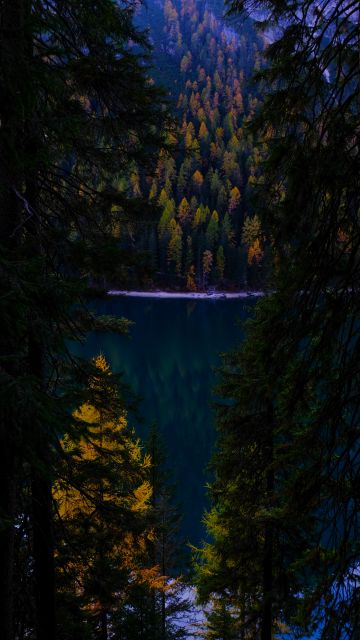 Lake, Forest, Wilderness, Pine trees, Cold, Evening