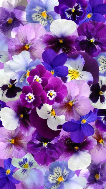 Pansy flowers, Colorful flowers, Blossom, Spring, Beautiful flowers, Aesthetic