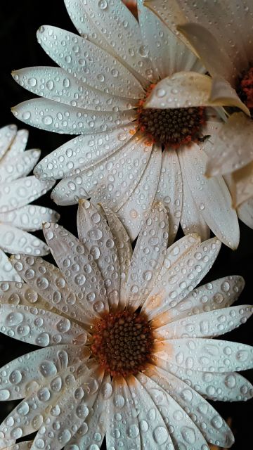 Daisy flowers, White flowers, Dew Drops, Water drops
