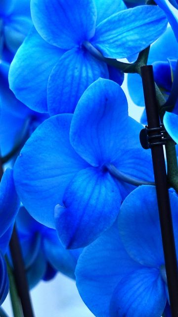 Blue orchids, Orchid flowers, Blue flowers, 5K