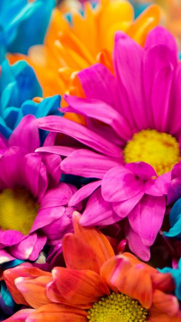Dahlia flowers, Colorful, Bloom, Pink, Orange, Vibrant, Aesthetic