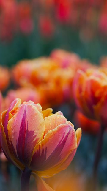 Garden tulip, Tulip flowers, Bokeh