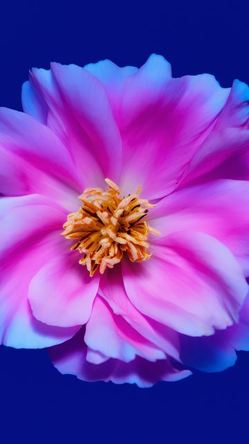 Peony flowers, Pink flower, Blue background, Pink peony, 5K, 8K