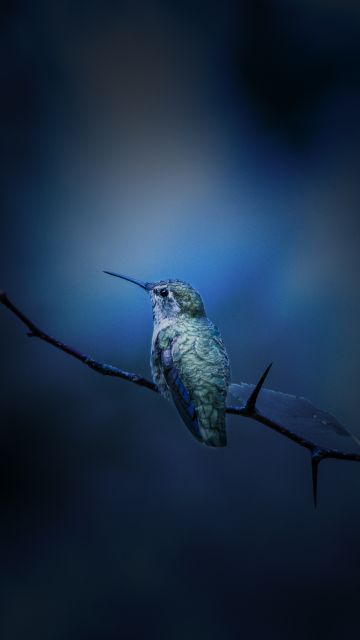 Hummingbird, Branch, Bokeh, Blue