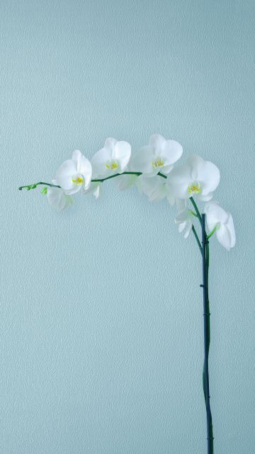 White Orchids, Orchid flowers, Branch, Artificial flowers, Stock, Simple