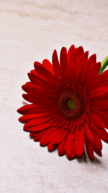 Red Gerbera Daisy, Daisy flower, Red flower, 5K