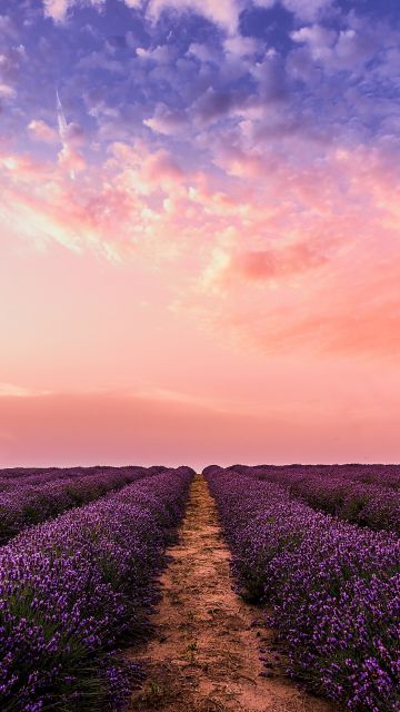 Lavender farm, Pink sky, Evening, 5K
