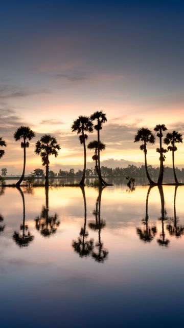 Palm trees, Silhouette, 8K, Reflection, Body of Water