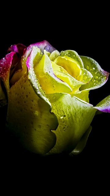 Rose flower, AMOLED, 5K, 8K, Black background