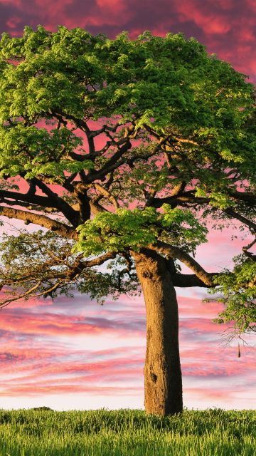 Lone tree, Aesthetic, Sunset, Landscape
