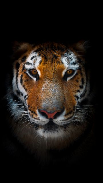 Tiger, AMOLED, Closeup, Predator, Black background, 5K, 8K