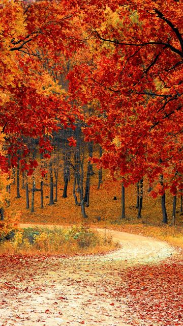 Autumn, Red leaves, Forest, Pathway, Scenery, Fall, Trees, Aesthetic