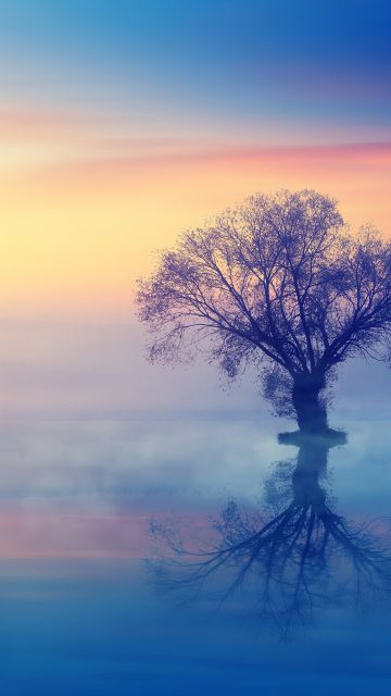 Lone tree, Scenery, Sunset, Reflection, Fog, Dusk, Aesthetic