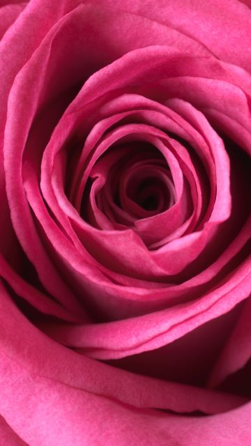 Pink rose, Macro, Bloom, 5K